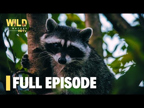 Raccoons: Nature’s Ultimate Survivors | Full Episode | Nature documentary 