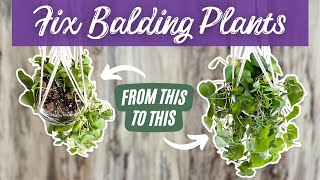 5 EASY Ways to Make a Balding Houseplant Fuller | Methods to Make a Trailing Houseplant Fuller