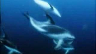 Ozric Tentacles - Sploosh!