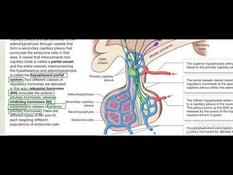 Pituitary gland function