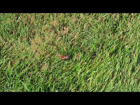 Cicada Killer Wasp on the Hunt in Cream Ridge, NJ