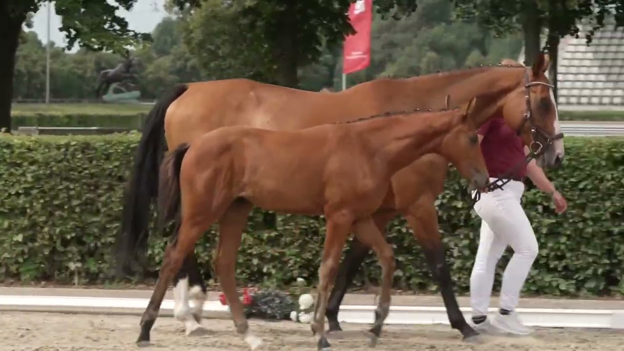 Caelirose (COEUR ROUGE x PILOT'S LETZTER) video 1
