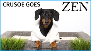 Crusoe Goes Zen with Petlibro Water Fountain - Cute Dachshund Video