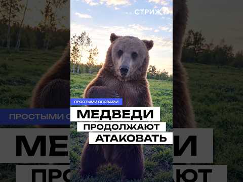 Медведи ЗАХВАТЫВАЮТ города России! Уже заходят в дома и кафе 😱🐻 #Медведи #Россия #Новости