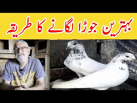Method of yoking pigeon | Method of yoking pigeon | Tips for yoking pigeons | Pigeon TV,