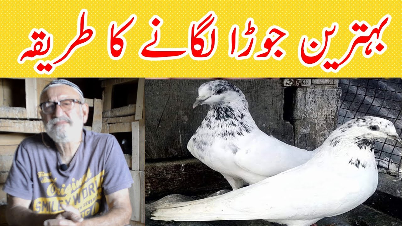 Method of yoking pigeon | Method of yoking pigeon | Tips for yoking pigeons | Pigeon TV,