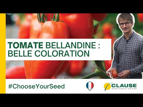 Video: BELLANDINE F1