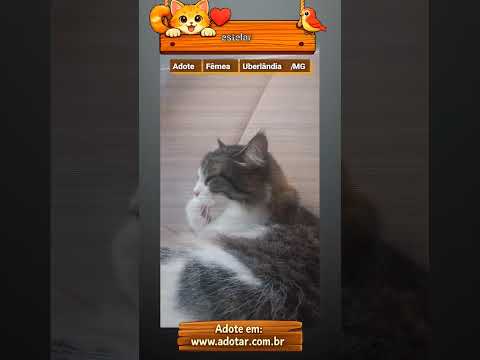 Vídeo de estelar 