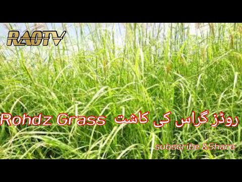 road grass in pakistan/رہوڈز گراس چارے کی کمی کا خاتمہ