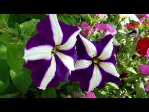 Gardens_P1*HD_14.03_