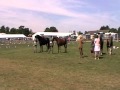 Barney Winning Pony Supreme