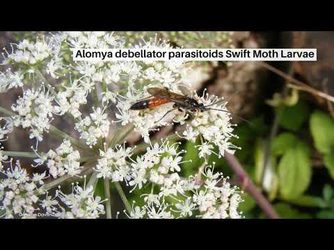 An introduction to Ichneumon Wasps