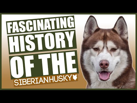 The History Of The Siberian Husky