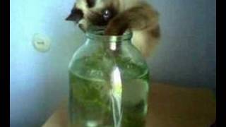 Киц киц кицюня