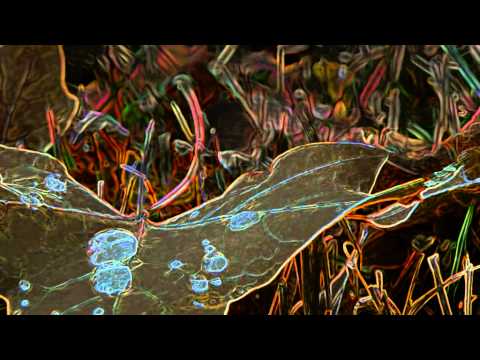 David Antony Clark - Rainmakers.MP4