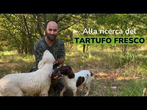 La raccolta del tartufo fresco