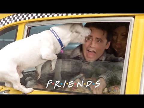 The Tiny Attack Dog | Friends