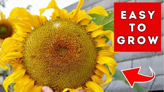 Sunflowers - SUPER Easy To Grow - FUN Garden Project 🌺