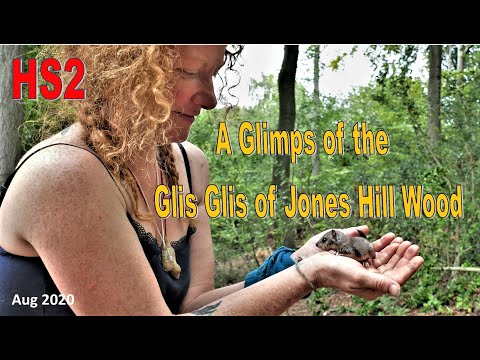 Plch sivý / lieskový (Glis glis) — záber v Chiltern Hills