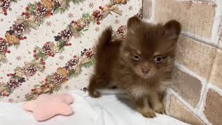 ポメラニアンの動画01