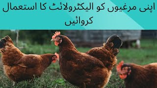 Give your chicken electrolyte.