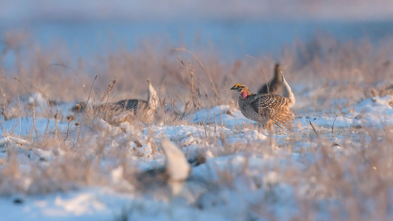 Sharp-tailed Grouse Counts in Snow - NDGF - 04-04-2023