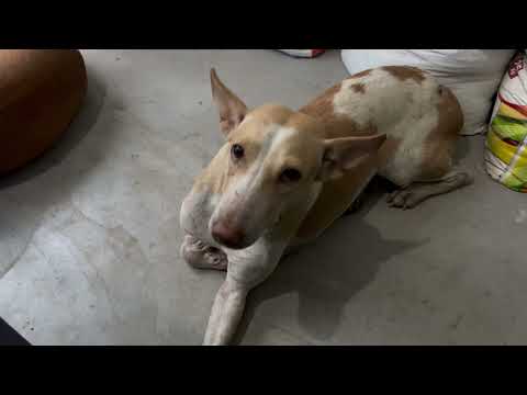 Aji ama ade prabala barsha 🌨️🌧️🌧️🌧️