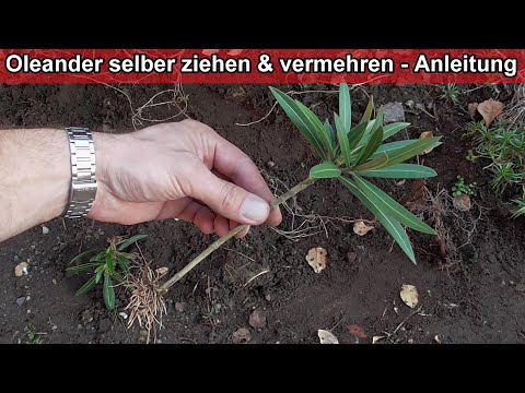 Oleander selber ziehen – Anleitung / Oleander durch Stecklinge vermehren und selbst züchten