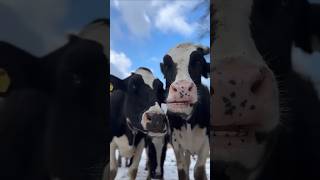 cow videos amba amba hamba hamba amba sound cow funny cow #cow #viralvideo #animals #1million