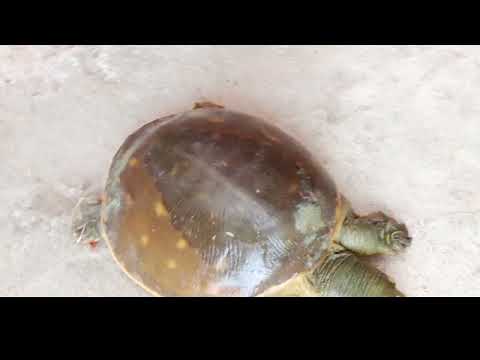 my favorite ❤️ animal 💙