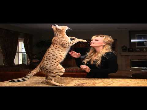 how much do savannah cats cost