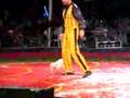 Circus Horses And Dogs