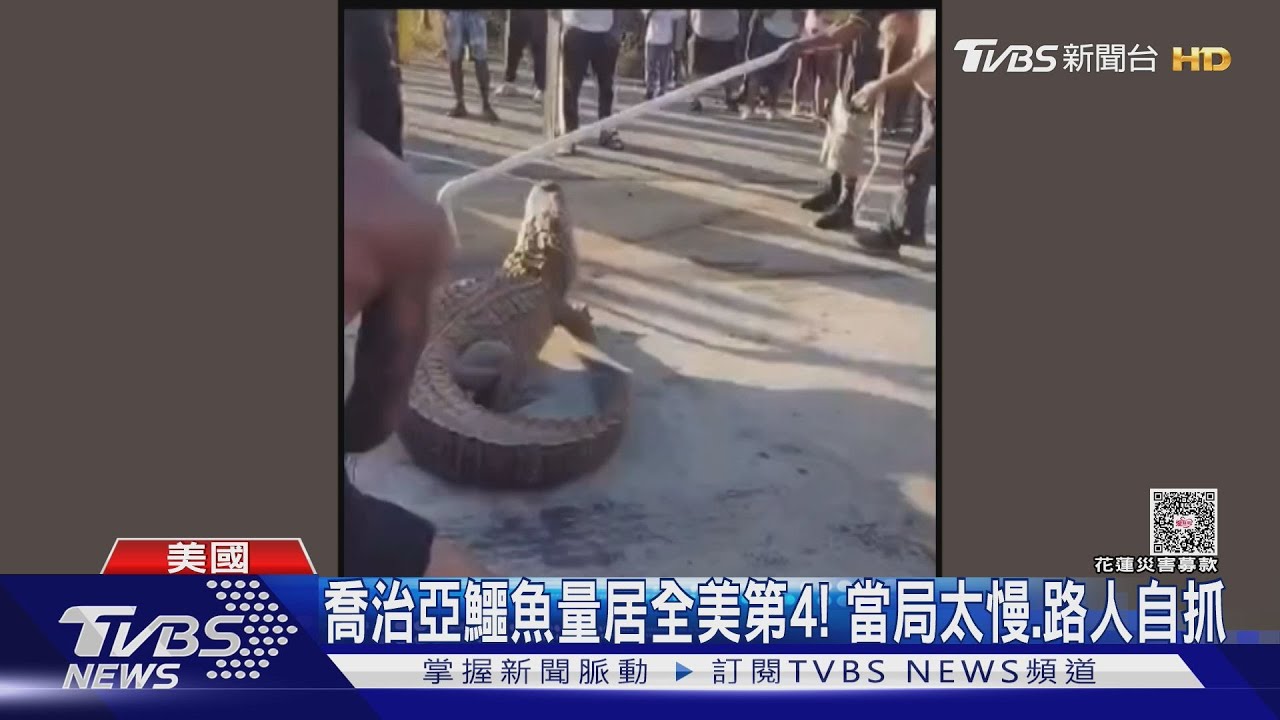 肚子餓? 美鱷魚麥當勞得來速趴趴走 饒舌歌手聯合居民自發制伏