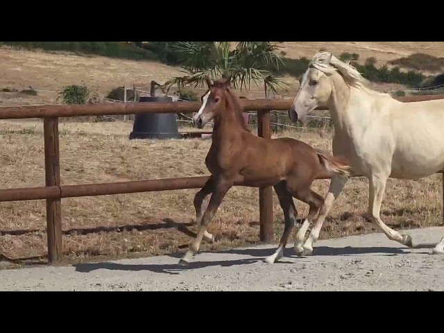 Poulain kwpn par Fifty Fifty | Dressage Prospect ✨️