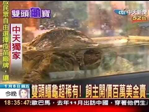 百萬 美金 的 烏龜