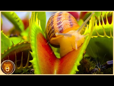 10 gefährliche fleischfressende Pflanzen, die dich umhauen werden