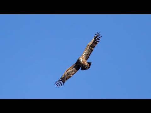 Griffon Vulture (Gyps fulvus) in Slow Motion Over Limassol, Cyprus. Πυρόχρους Γύπας, Όρνιο, Κύπρος. 