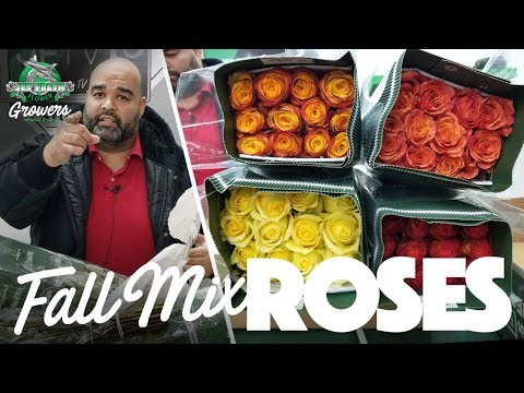 JFTV: Jet Fresh Growers' Fall Mix Roses with Fern
