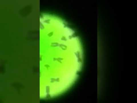 Chromosomes-Under Microscope-Human Genetic
