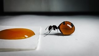 Queen of Honey Ants Drinks Honey