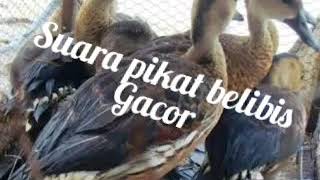 Download lagu Suara pikat belibis rawa durasi lama mp3