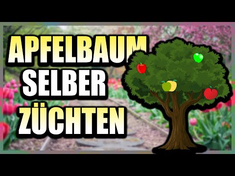 Apfelbaum ziehen aus dem Kern 🍎 | Samen vom Apfel richtig einpflanzen | Gartenzeit
