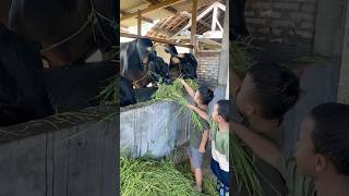 Download lagu Feeding grass to grandma's cows #masarka #cow mp3 Download lagu Feeding grass to grandma's cows #masarka #cow mp3