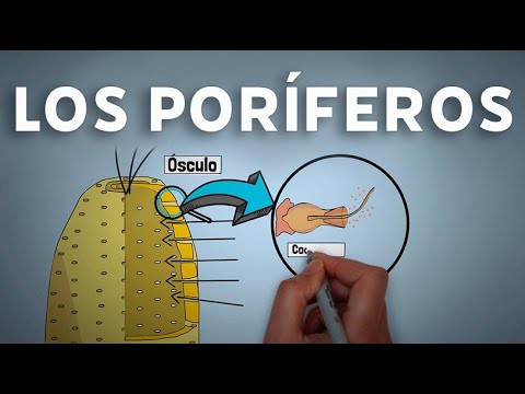 Los poríferos o esponjas #videolección 1º de eso