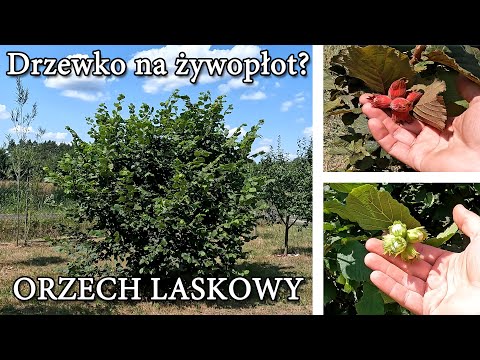 A deciduous hedge tree. Cosford hazelnut. Self-pollinating hazel.