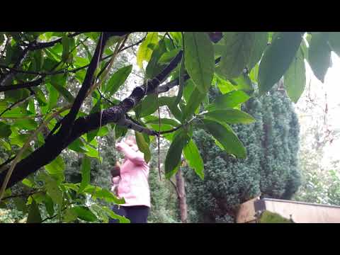 Sprookjeswonderland: Schommelschip d'Avontuur muziek