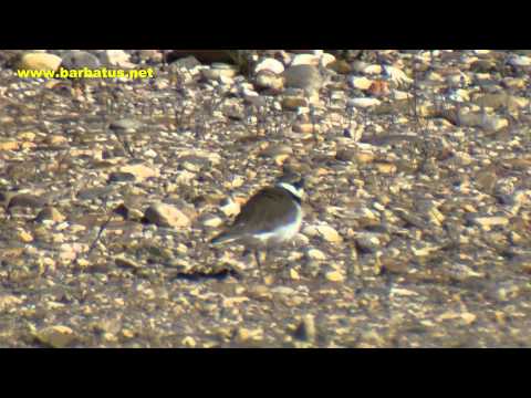 Chorlitejo chico ( Charadrius dubius )