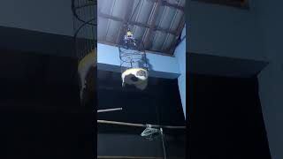 Download lagu MASTERAN Kecial Kombo... isian pitser panjang mp3 Download lagu MASTERAN Kecial Kombo... isian pitser panjang mp3