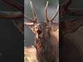 Amazing Animals Sounds ‍ ️ Animals Amazinganimals Amazon Shortsfeed Shorts