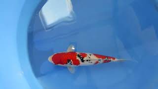 video van Sanke  2506002